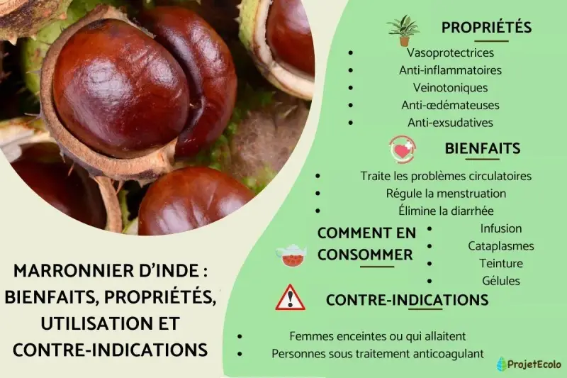 Gros plans sur des marrons d'Inde, évoquant les nombreux bienfaits du marronnier d'Inde pour la circulation et la santé.